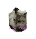 みんてん（個別スタンプ：5）