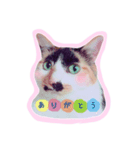 ねこ 富士山 ふくちゃんスタンプ♡（個別スタンプ：1）