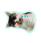 ねこ 富士山 ふくちゃんスタンプ♡（個別スタンプ：2）