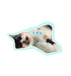 ねこ 富士山 ふくちゃんスタンプ♡（個別スタンプ：3）