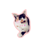 ねこ 富士山 ふくちゃんスタンプ♡（個別スタンプ：4）