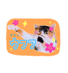 ねこ 富士山 ふくちゃんスタンプ♡（個別スタンプ：7）