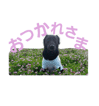黒ラブ はなちゃん（個別スタンプ：1）