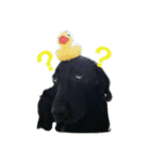 黒ラブ はなちゃん（個別スタンプ：4）