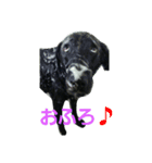 黒ラブ はなちゃん（個別スタンプ：5）