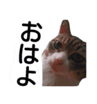 ニャンチュといっしょ（個別スタンプ：3）
