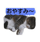 ニャンチュといっしょ（個別スタンプ：4）