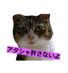 ニャンチュといっしょ（個別スタンプ：5）