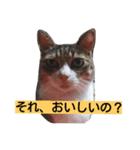 ニャンチュといっしょ（個別スタンプ：6）