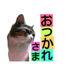 ニャンチュといっしょ（個別スタンプ：7）