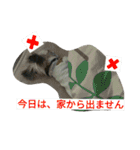 マメだけど…（個別スタンプ：7）