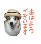 まいにちピーチ（個別スタンプ：1）