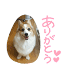 まいにちピーチ（個別スタンプ：2）