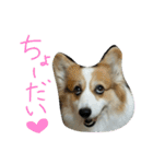まいにちピーチ（個別スタンプ：4）