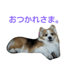 まいにちピーチ（個別スタンプ：9）