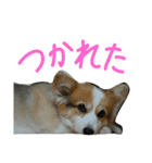まいにちピーチ（個別スタンプ：10）