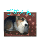 まいにちピーチ（個別スタンプ：11）