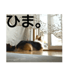 まいにちピーチ（個別スタンプ：12）