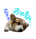 まいにちピーチ（個別スタンプ：13）