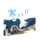 まいにちピーチ（個別スタンプ：20）