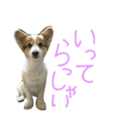 まいにちピーチ（個別スタンプ：21）