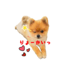 ポメラニアンのリオ（個別スタンプ：4）