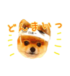 ポメラニアンのリオ（個別スタンプ：6）