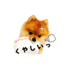 ポメラニアンのリオ（個別スタンプ：8）