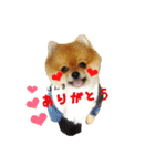 ポメラニアンのリオ（個別スタンプ：12）