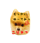 ポメラニアンのリオ（個別スタンプ：15）