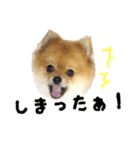 ポメラニアンのリオ（個別スタンプ：21）
