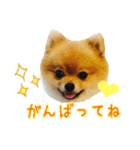 ポメラニアンのリオ（個別スタンプ：22）