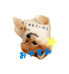 ポメラニアンのリオ（個別スタンプ：23）