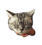 猫のいる暮らし（個別スタンプ：1）