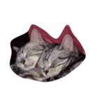 猫のいる暮らし（個別スタンプ：3）