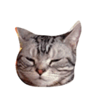 猫のいる暮らし（個別スタンプ：4）