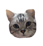 猫のいる暮らし（個別スタンプ：5）