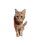 猫のいる暮らし（個別スタンプ：6）