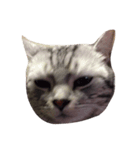 猫のいる暮らし（個別スタンプ：7）