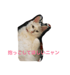 シロニャンコちゃん（個別スタンプ：1）