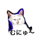 シロニャンコちゃん（個別スタンプ：3）