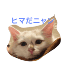 シロニャンコちゃん（個別スタンプ：6）