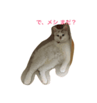 シロニャンコちゃん（個別スタンプ：7）