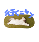 シロニャンコちゃん（個別スタンプ：8）