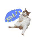デブねこのつぶやき（個別スタンプ：1）