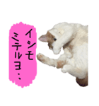 デブねこのつぶやき（個別スタンプ：2）