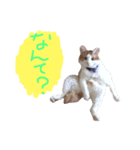 デブねこのつぶやき（個別スタンプ：4）