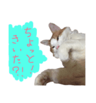 デブねこのつぶやき（個別スタンプ：5）