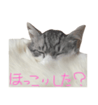 デブねこのつぶやき（個別スタンプ：6）