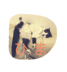 わんこ と にゃんこ のスタンプ（個別スタンプ：3）